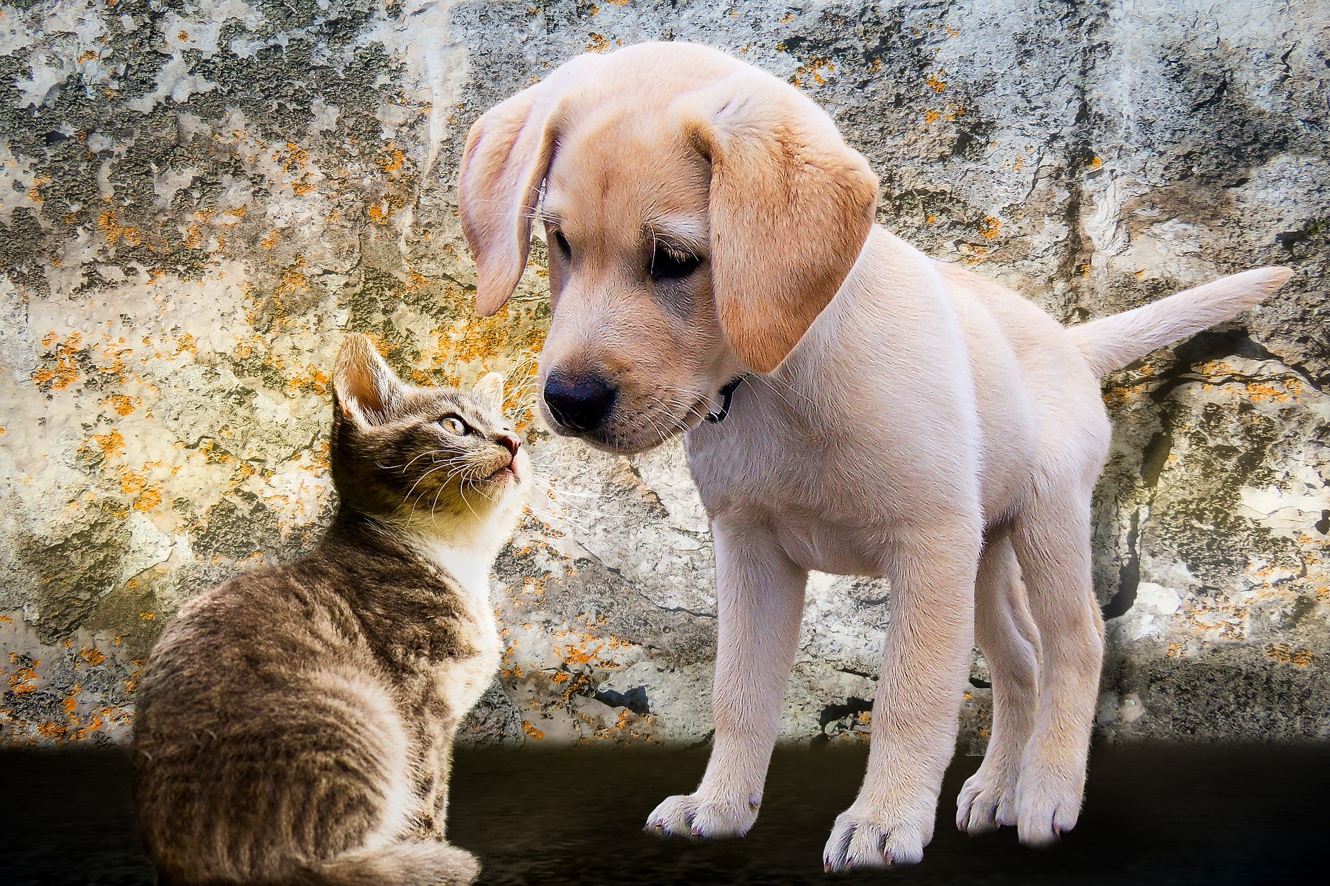Kitten en Puppy