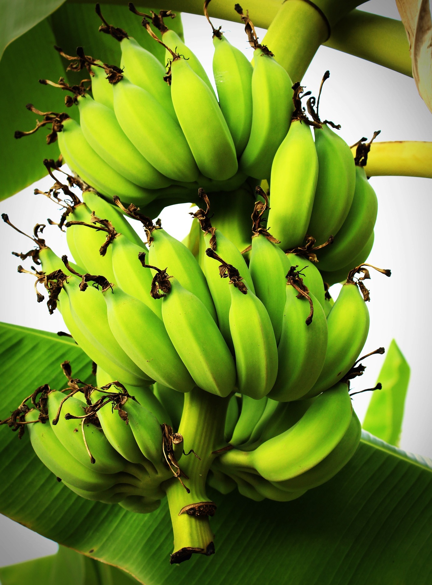 Bananentrossen