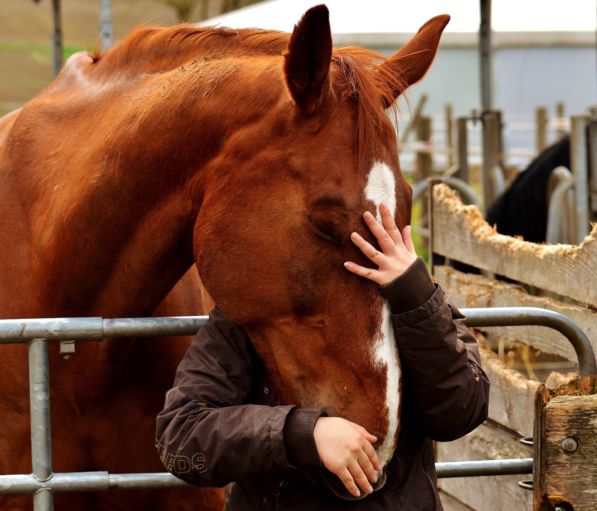 Paard met baasje