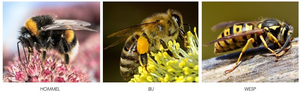 Vergelijking hommel-bij-wesp