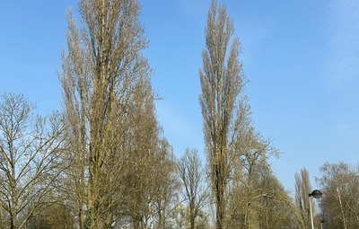Kap van hoge populieren voor nieuwe speeltuin: Een stap naar een veiliger speelklimaat