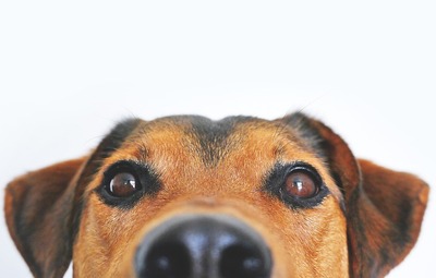 Lezing "van wolf tot Chihuahua"